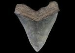 Serrated, Megalodon Tooth - Georgia #69758-2